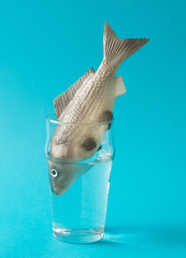 Fisk i et glass vann - som en illustrasjon på en tøff utfordring